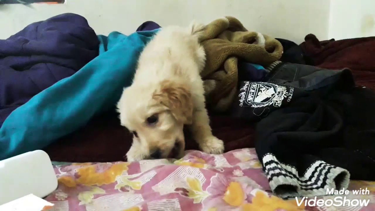 1 month golden retriever puppy playing &eating