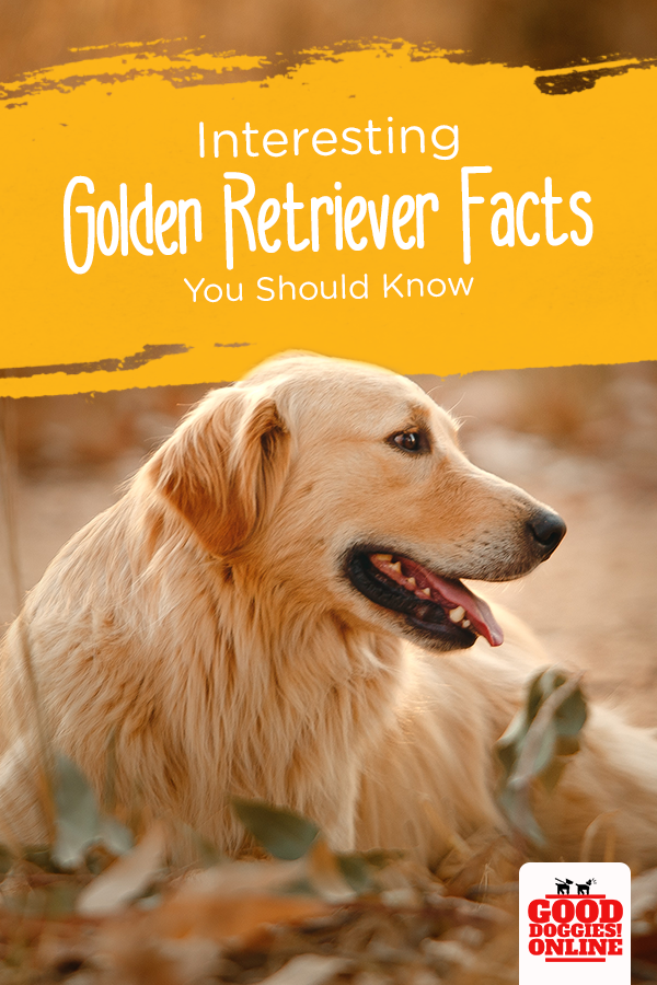 10 Amazingly Interesting Facts About Golden Retriever ...
