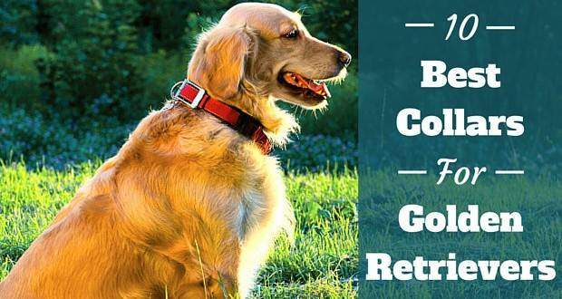 10 Best Collars For Golden Retrievers 2019: Unbiased Review