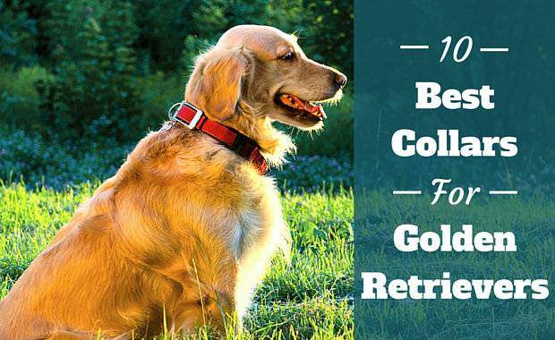 10 Best Collars For Golden Retrievers 2021: Unbiased Review