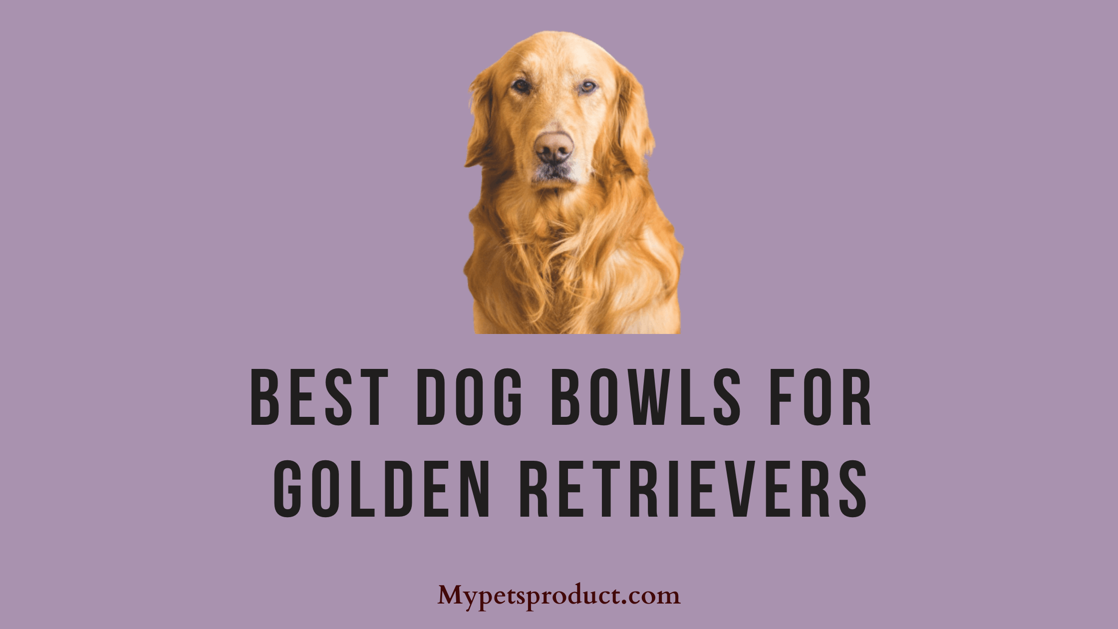 10 Best Dog Bowls for Golden Retrievers in 2021 (In