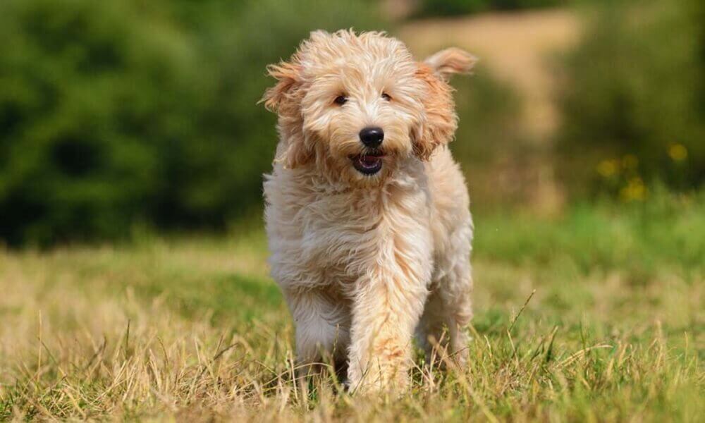 10 Best Dog Clippers for Goldendoodles in 2021: In