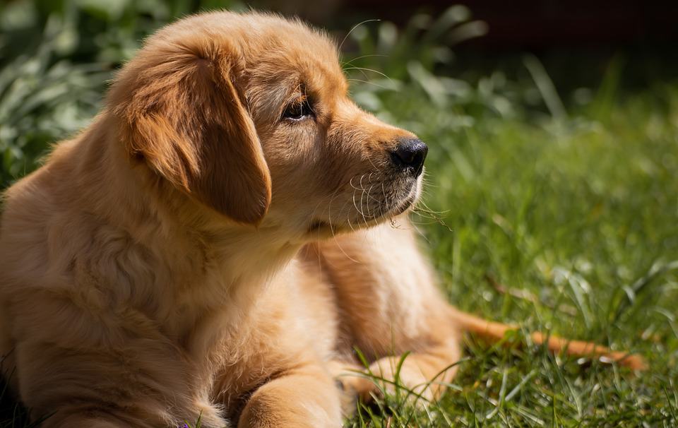 10 Best Dog Crate for Golden Retriever [Guide 2021]