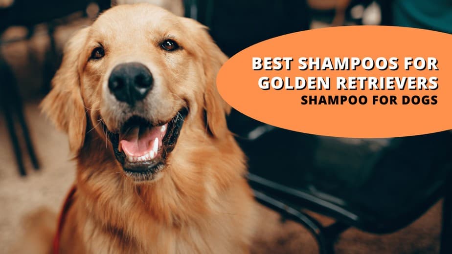 10 Best Dog Shampoos for Golden Retrievers: Clear