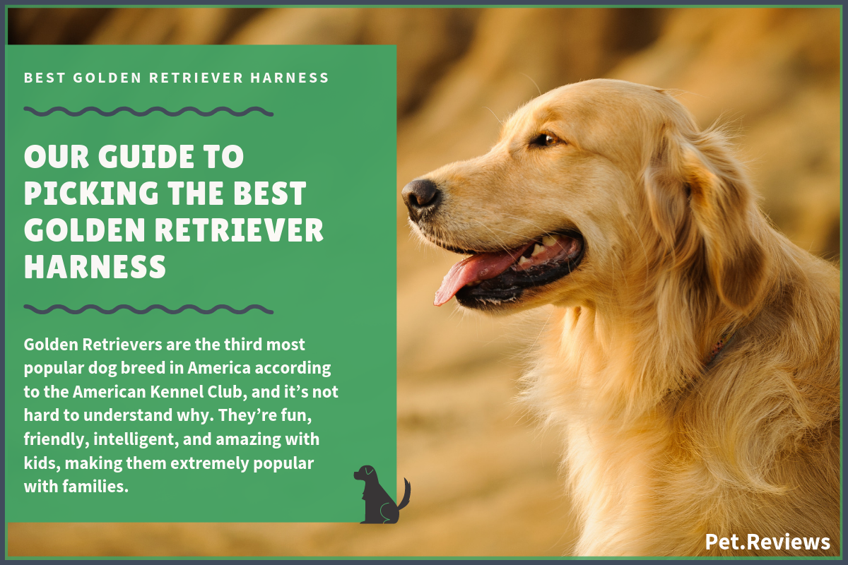 10 Best Harnesses for Golden Retrievers: Our Walking &  No ...