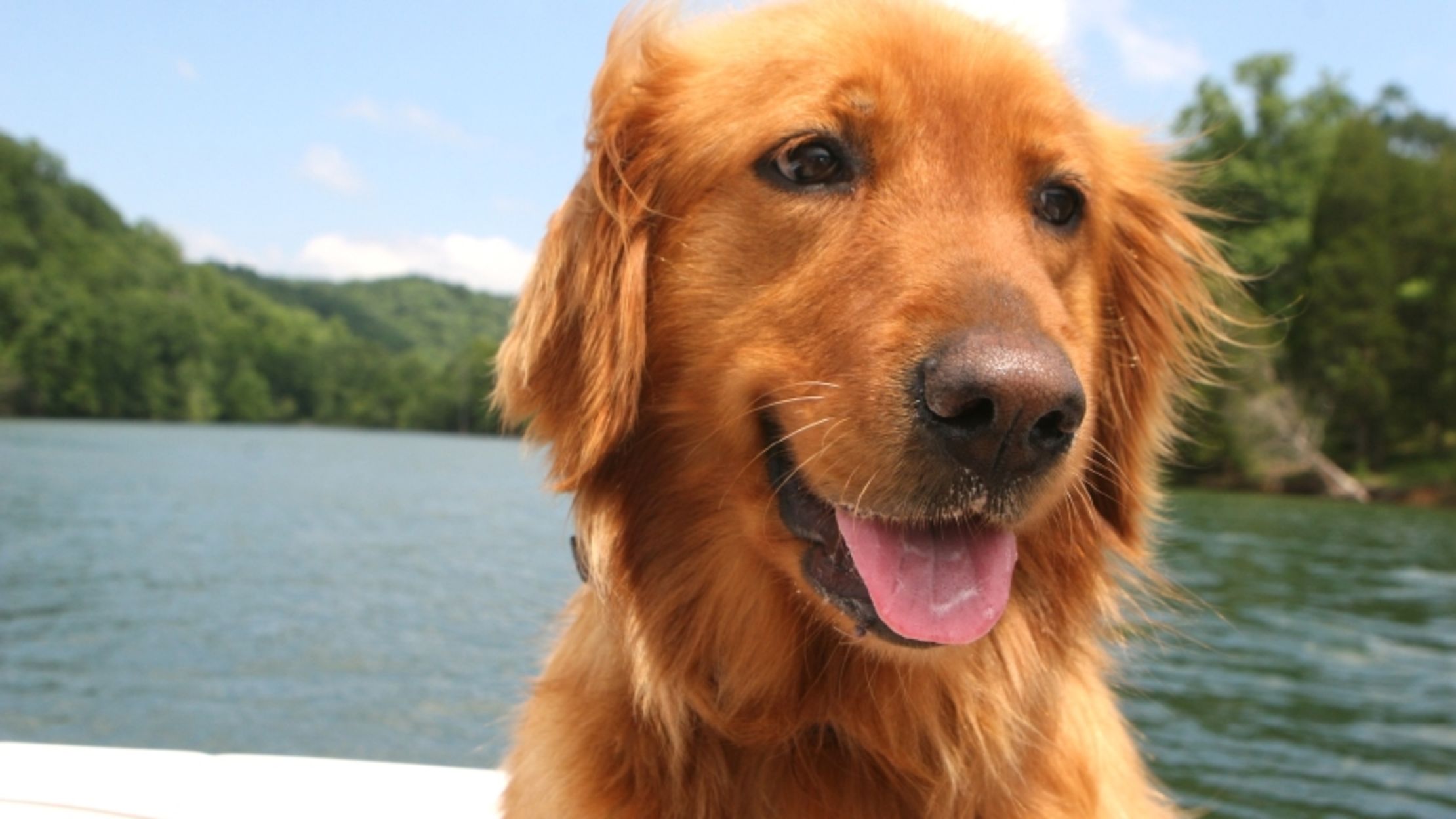 10 Friendly Facts About the Golden Retriever