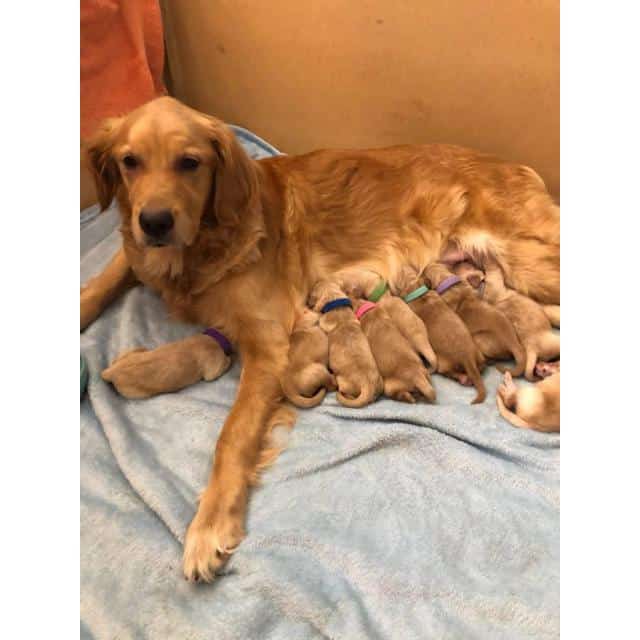 10 golden retriever puppies searching for their forever homes in ...