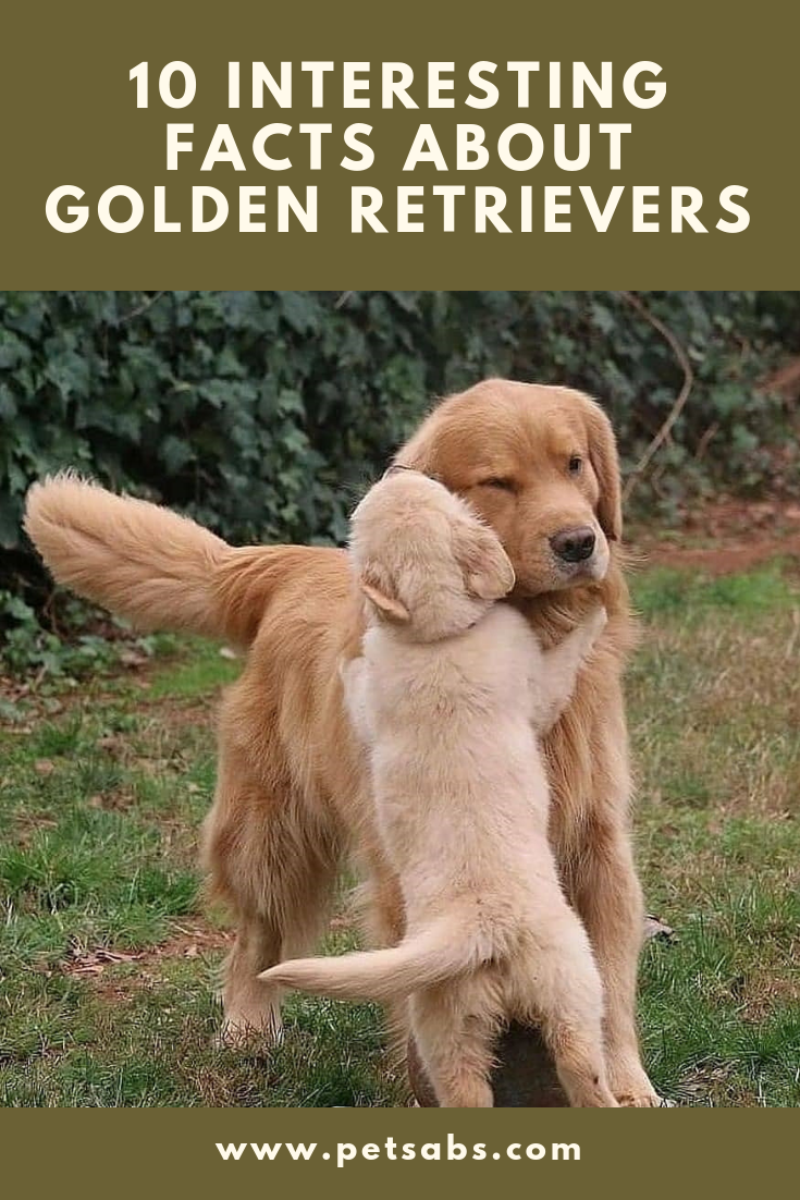 10 Interesting Facts About Golden Retrievers
