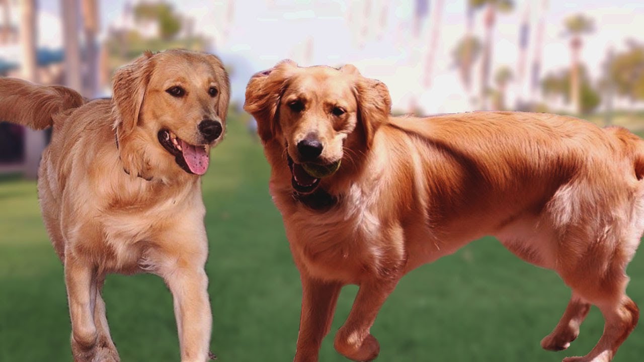 10 Reasons Why You Should Have a Golden Retriever
