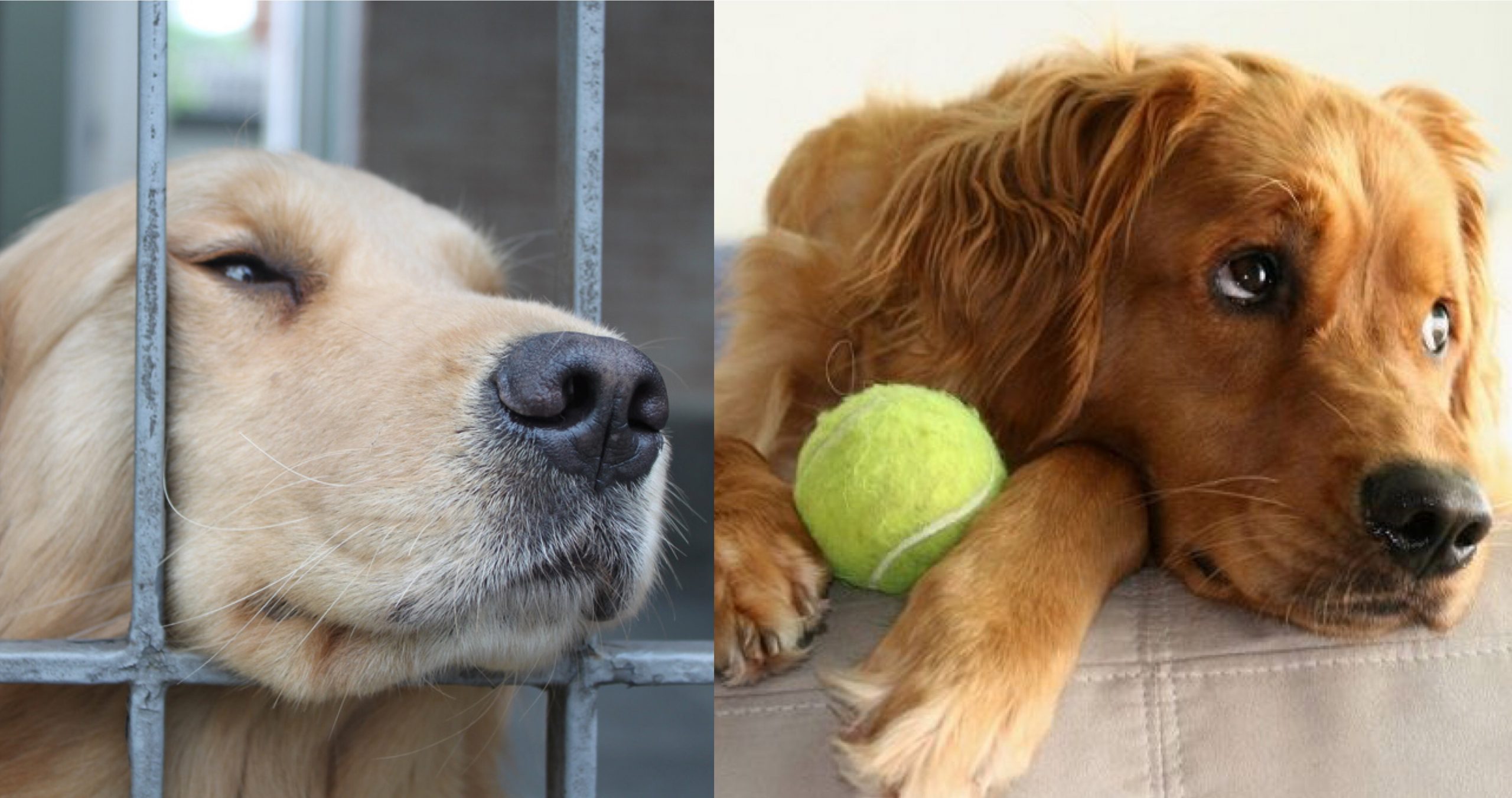 10 Things That Golden Retrievers Do When They Are Trying ...