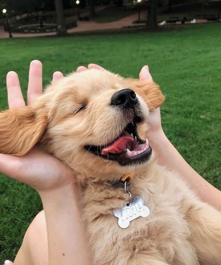 10 True Facts You Must Know about Golden Retrievers