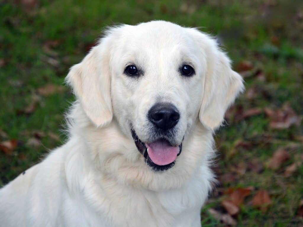 102 White Golden Retriever Names For Your New Puppy  Golden Hearts