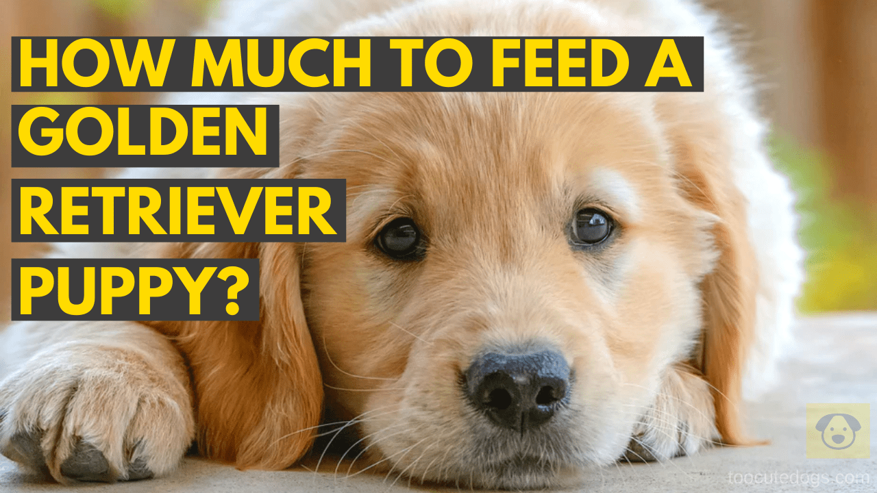 11++ How much food should a golden retriever puppy eat a ...