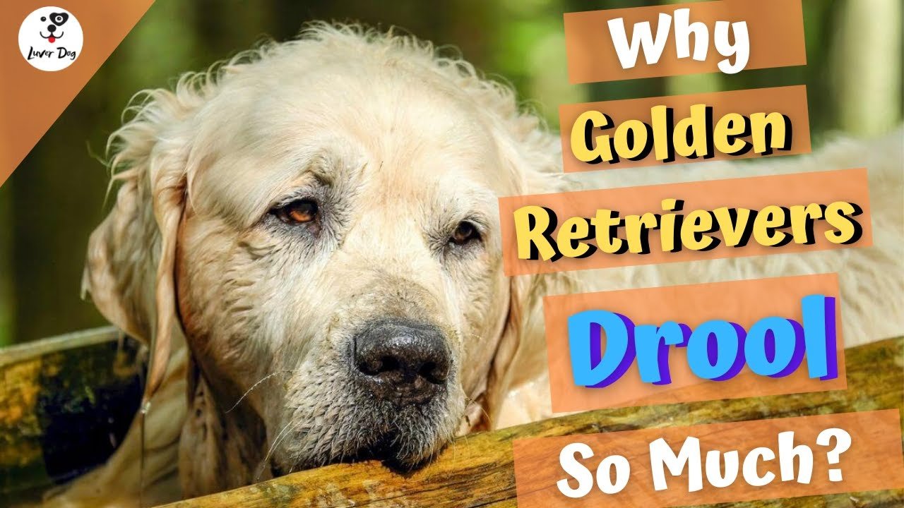 11 Reasons Why Does My Golden Retriever Drool So Much ...