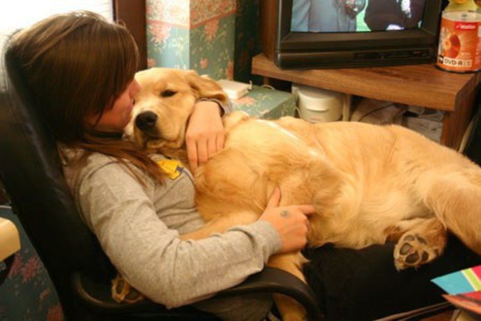 11 Reasons Why Golden Retrievers Are Perfect (With images ...