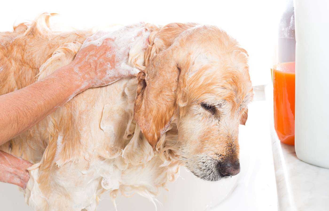 12 Best Shampoos for Golden Retrievers [Reviewed in 2021]