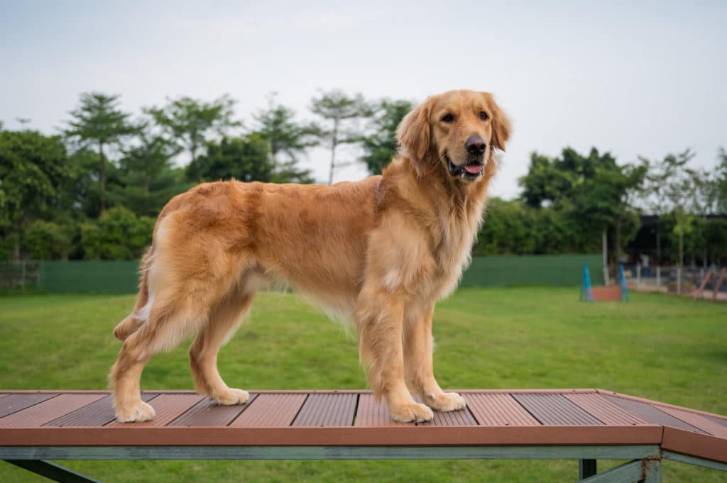 12 Best Toys for Golden Retriever Dogs in 2020