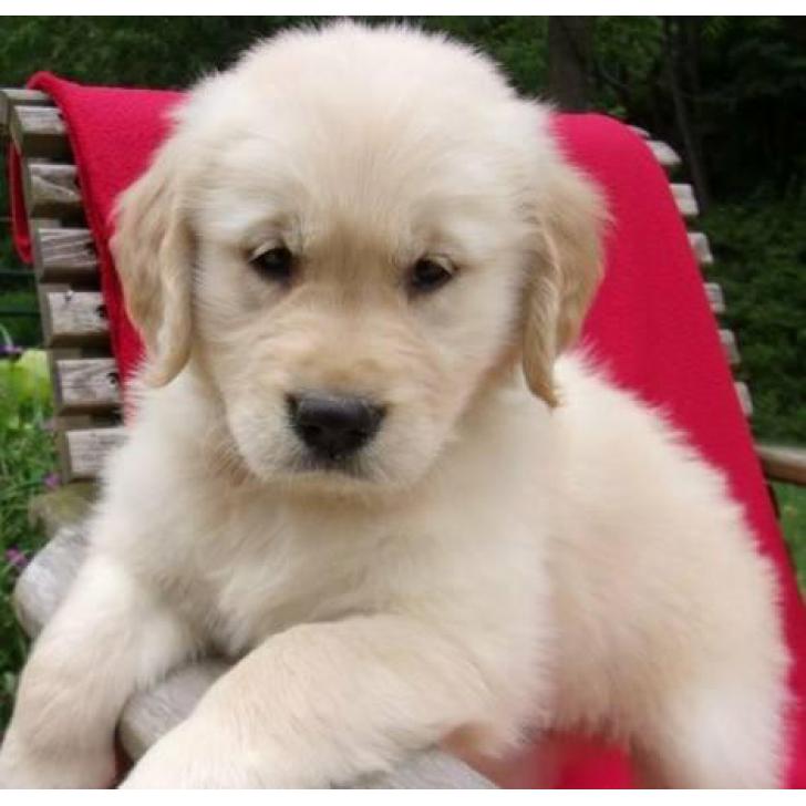 12 weeks old Golden Retriever puppies for adoption ...