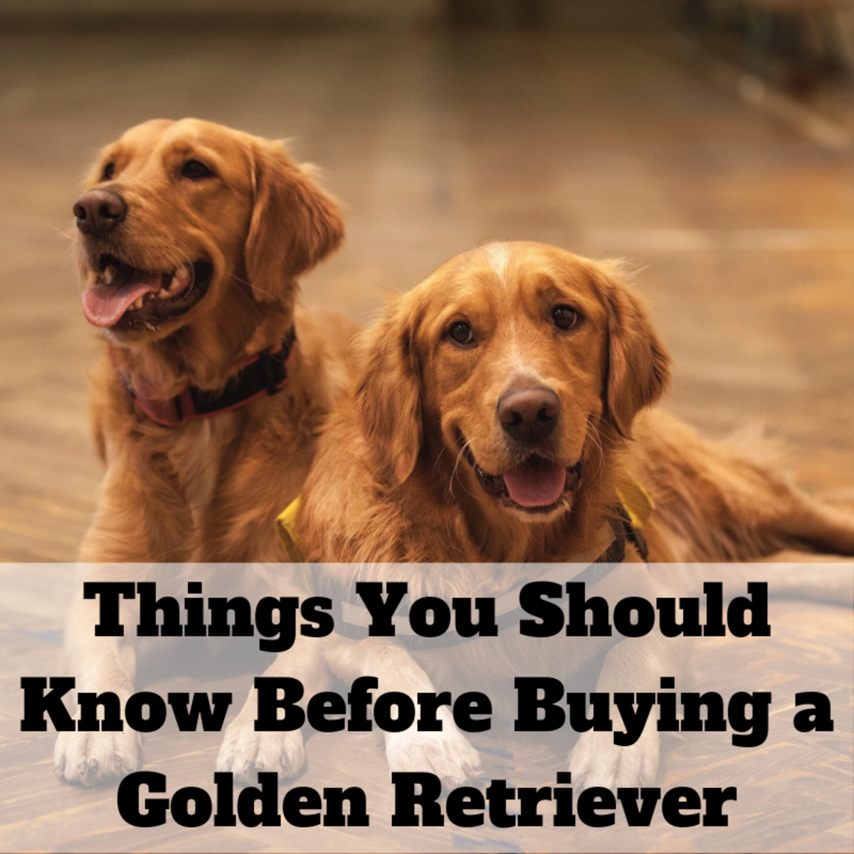 13 Things to Consider Before Buying a Golden Retriever ...