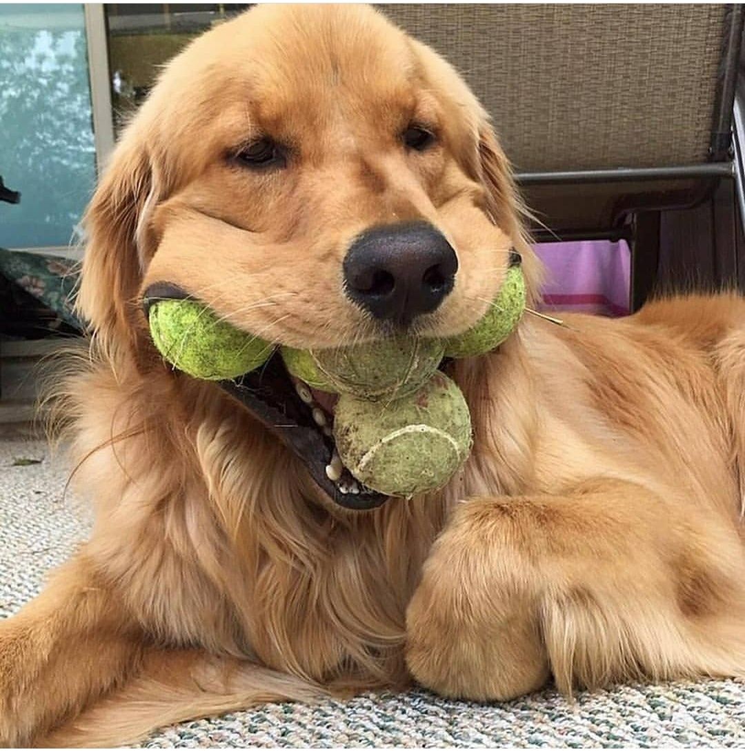 14 Funny Pictures Of Golden Retrievers To Make You Laugh ...