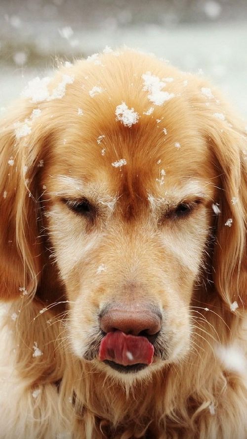 14 Golden Retrievers That Love the Cold Weather