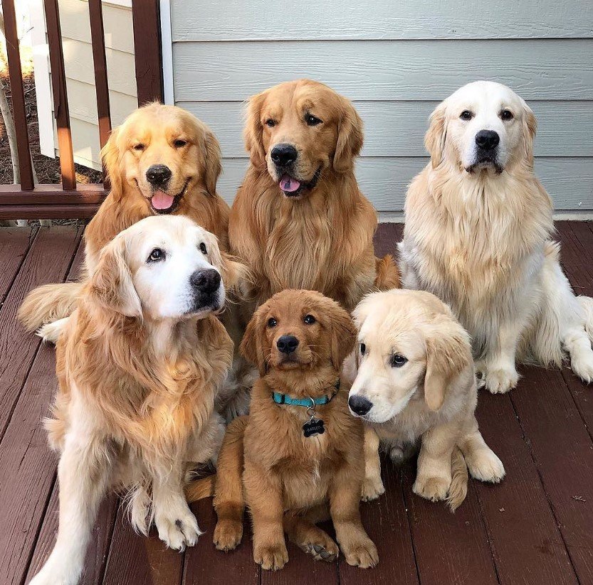 14 Things You Need To Know About Golden Retrievers