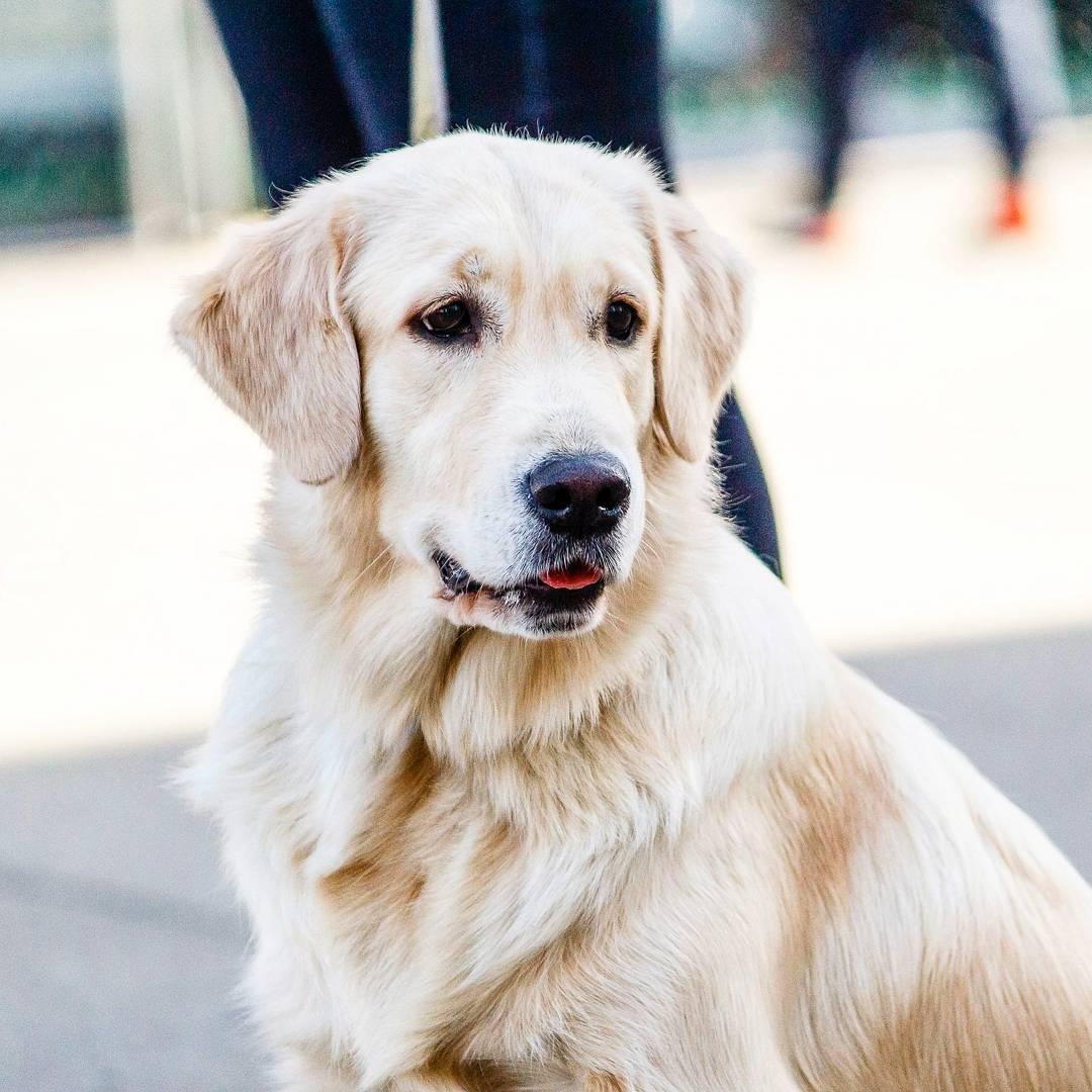 15 Incredible Facts About Golden Retrievers That You Didnt Know
