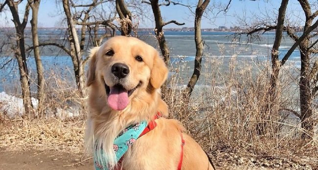 15 Reasons Why You Should Never Own Golden Retriever Dogs ...