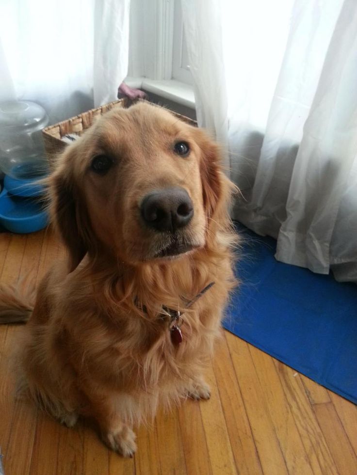 17 Best images about Adoptable Golden Retrievers on ...