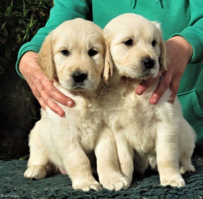 2 Adorable Golden Retriever Puppies for Free Adoption (Arborfield ...