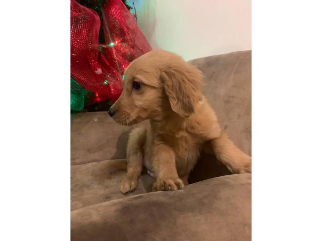 2 months old full breed golden retriever puppies in San ...