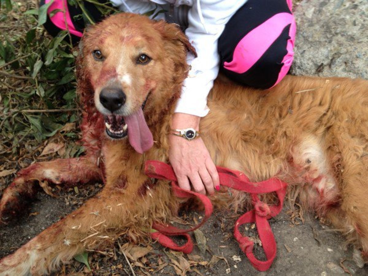 2 Pit Bulls Attack Golden Retriever, Injure 3 People at ...
