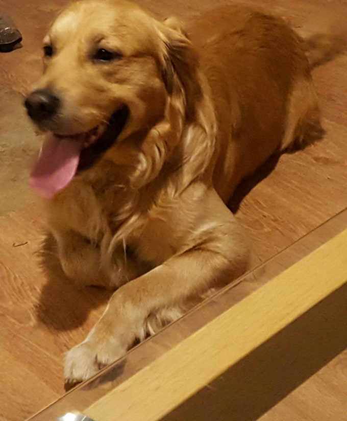 2 Year Old Golden Retriever For Sale