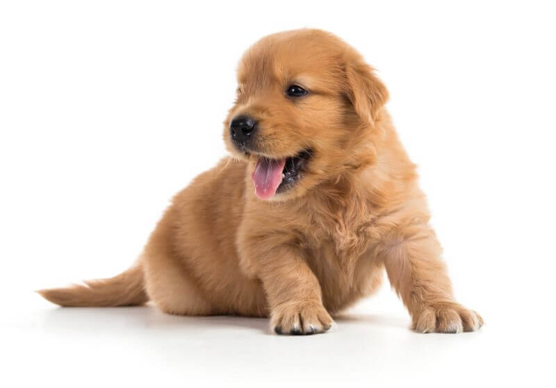21 Popular Puppies You Can Buy for $1,000 or Less in the ...