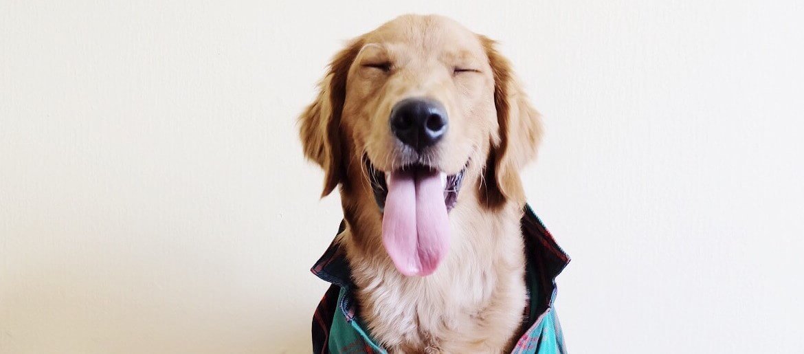 21 Reasons Why Are Golden Retrievers So Happy?