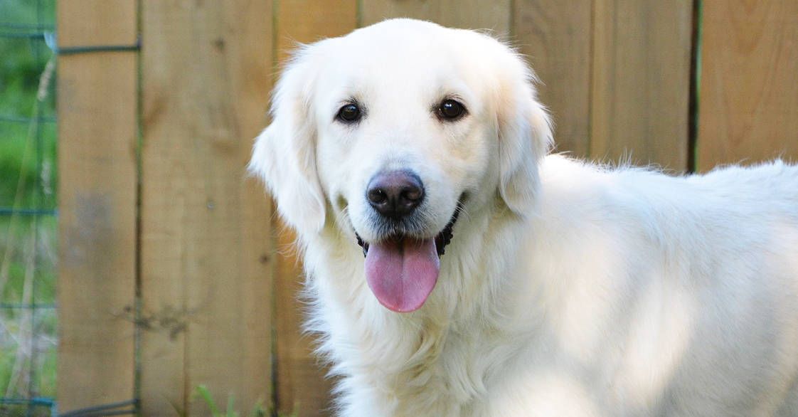 23 Facts About English Cream Golden Retrievers You ...