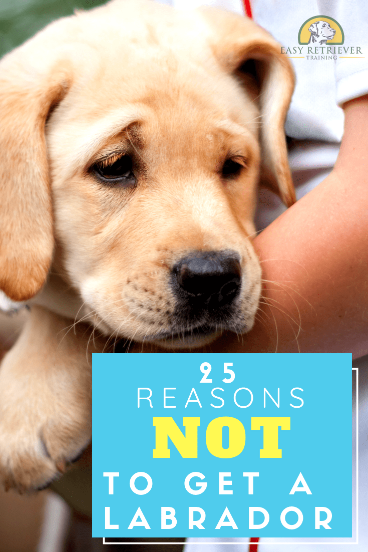 25 Reasons You Should Not Get a Labrador  Easy Retriever ...