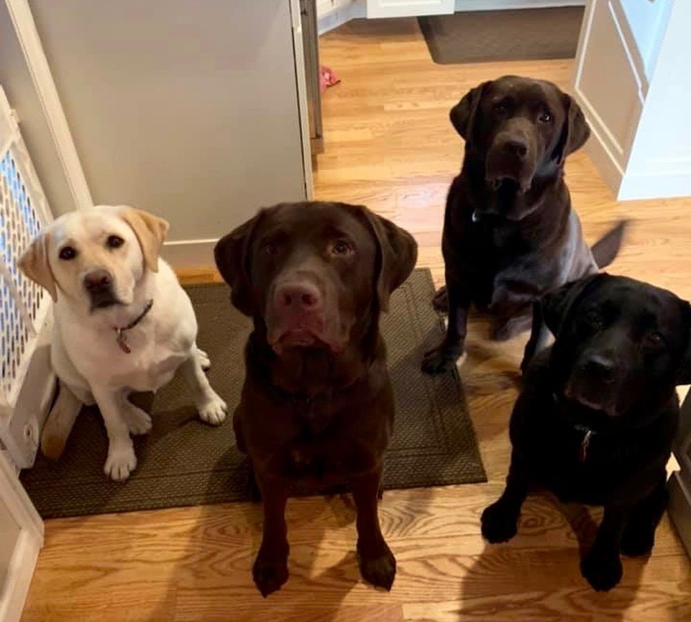 25 Top Photos Labrador Retriever Puppies For Free In Connecticut ...
