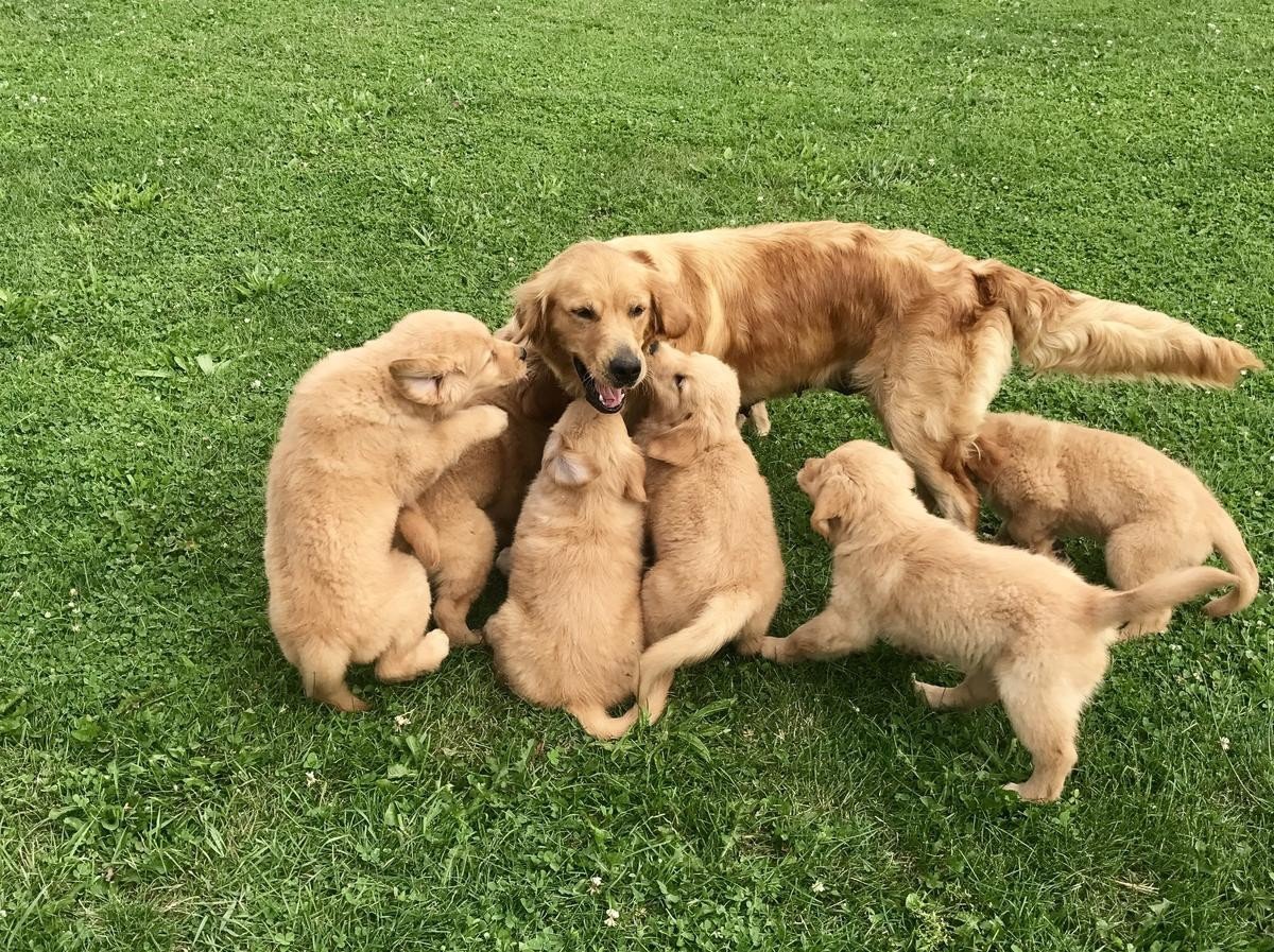 26+ Golden Retriever Puppies For Sale In New Braunfels Texas Background ...