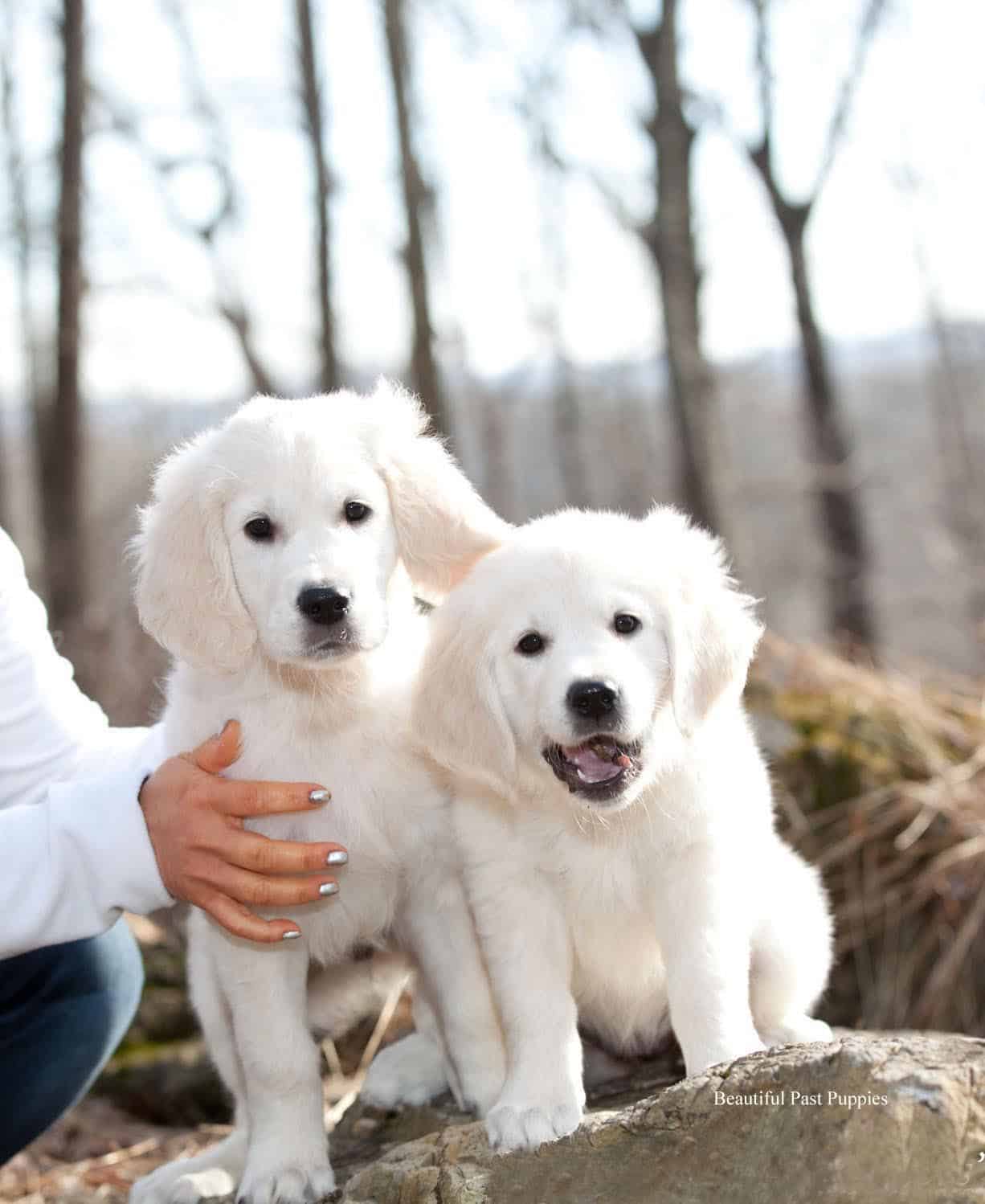 26 Top Photos Golden Retriever Puppies Dallas Pa