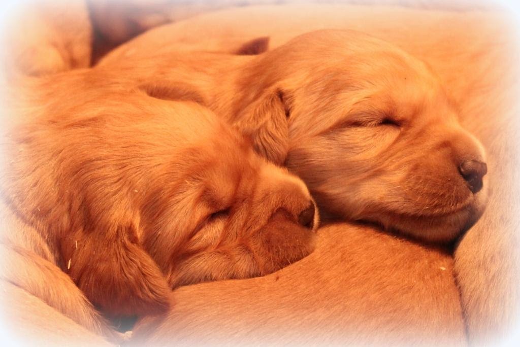 28 HQ Pictures Dark Golden Retriever Puppies Mn : View Ad ...