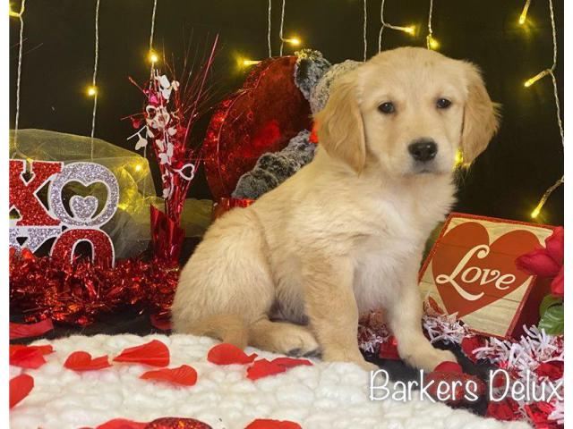 3 Golden Retriever puppies for sale in Jackson, Tennessee ...