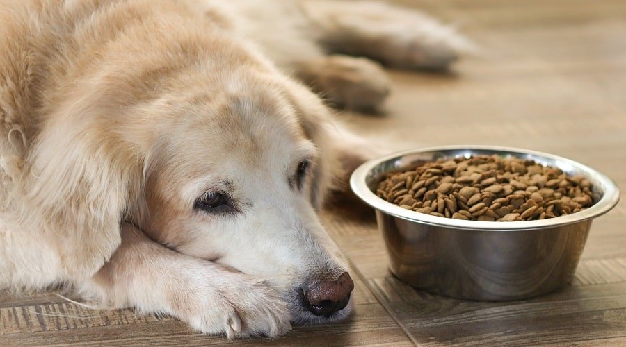 3 Options as the Best Dog Food for Senior Golden Retriever ...
