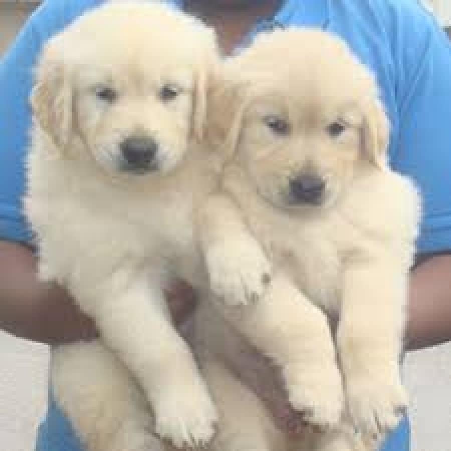 3 Purebred golden Retriever puppies for sale Offer