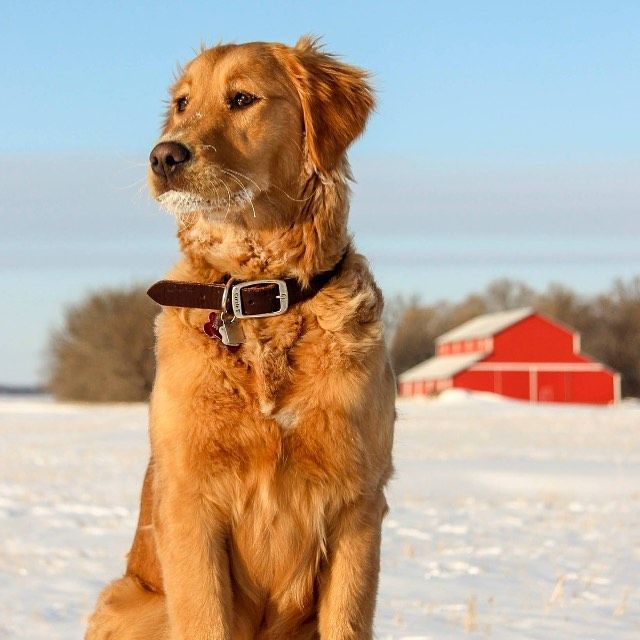 30 Best Dog Names For Gorgeous Golden Retrievers [PICTURES ...