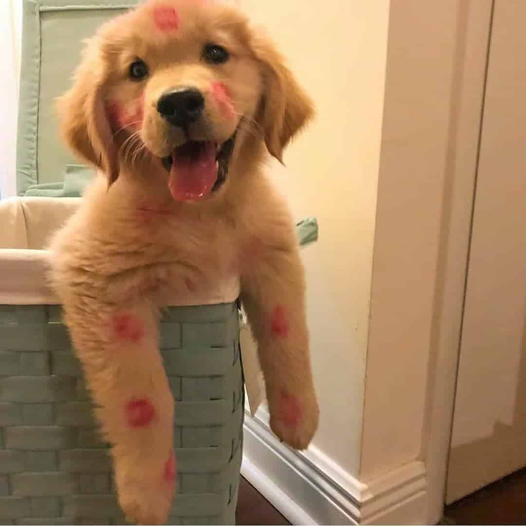 30 Cutest Golden Retriever Images That Will Make Your Day ...
