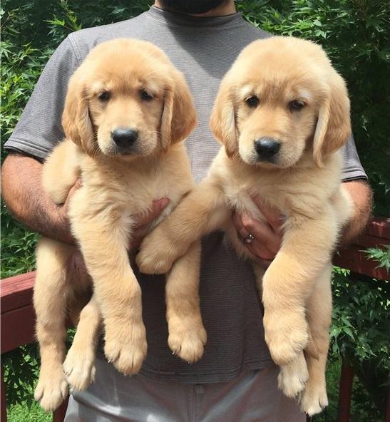 33 Top Photos Golden Retriever Puppies Near Tampa Florida / Red Collar ...