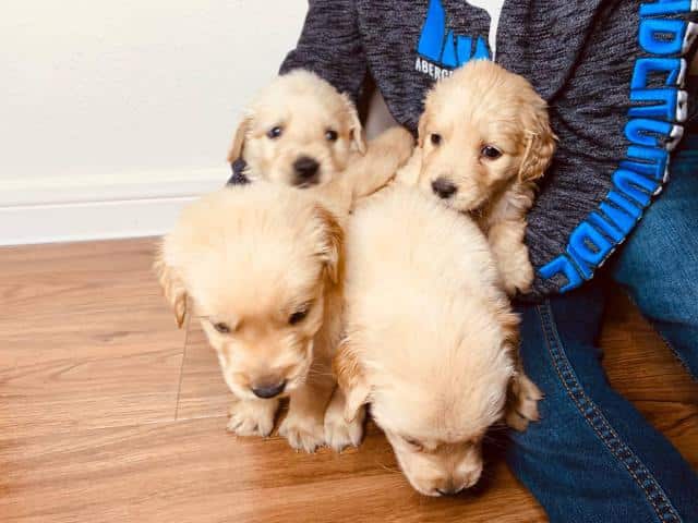 4 boys Golden retrievers puppies in Houston, Texas
