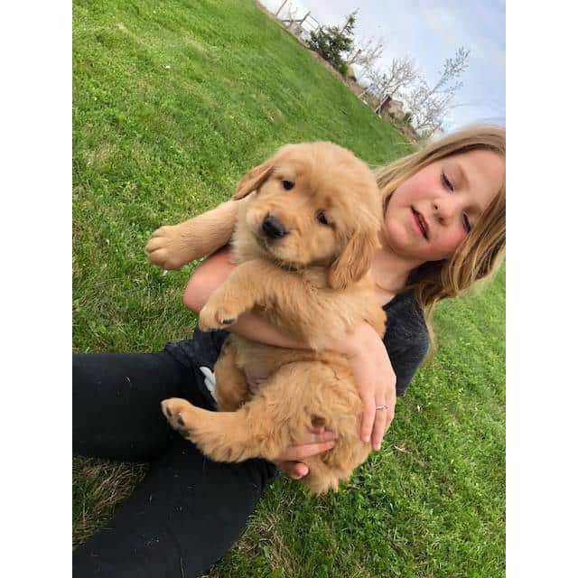 4 females AKC registered golden retriever puppies available in Donnelly ...