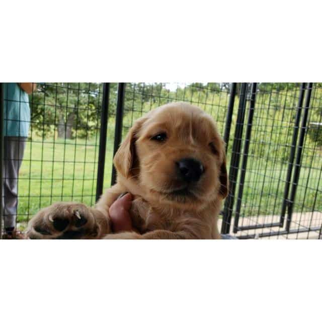 4 males AKC Golden Retriever puppies for sale in Nashville, Tennessee ...